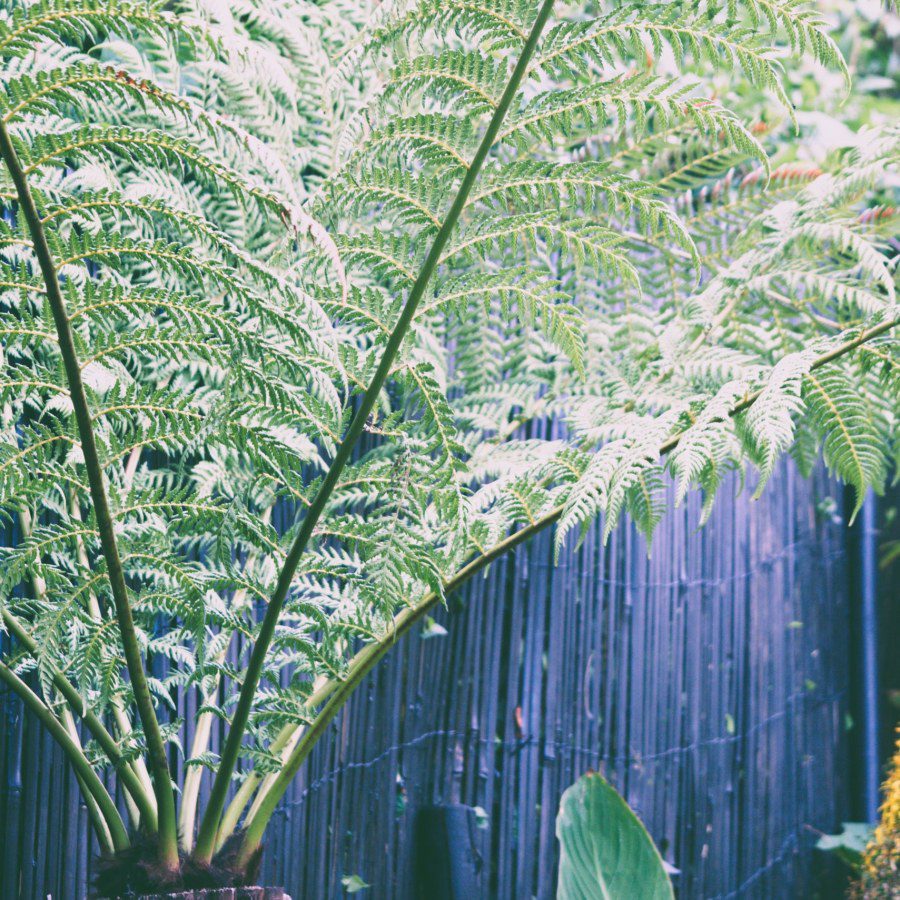 Are tree ferns sustainable?