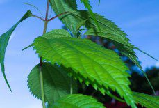 Growing Boehmeria sieboldiana in a UK Tropical-Style Garden