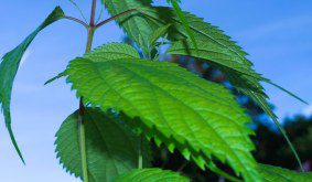 Growing Boehmeria sieboldiana in a UK Tropical-Style Garden