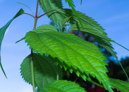 Growing Boehmeria sieboldiana in a UK Tropical-Style Garden