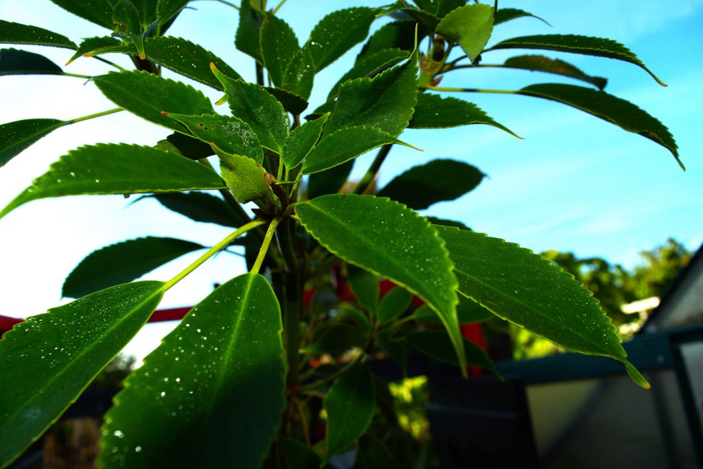 Trochodendron aralioides