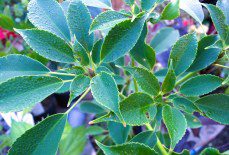 Trochodendron aralioides: A Comprehensive Grow Guide