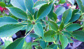 Trochodendron aralioides: A Comprehensive Grow Guide