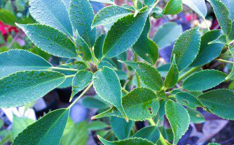 Trochodendron aralioides: A Comprehensive Grow Guide