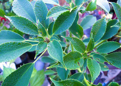 Trochodendron aralioides: A Comprehensive Grow Guide