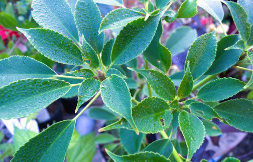 Trochodendron aralioides: A Comprehensive Grow Guide