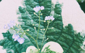 Brunnera macrophylla ‘Dawson’s White’: A Garden Gem