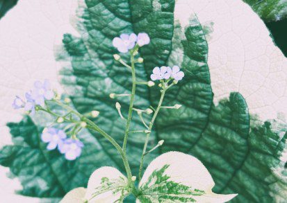 Brunnera macrophylla ‘Dawson’s White’: A Garden Gem