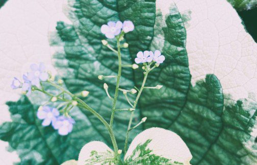 Brunnera macrophylla ‘Dawson’s White’: A Garden Gem