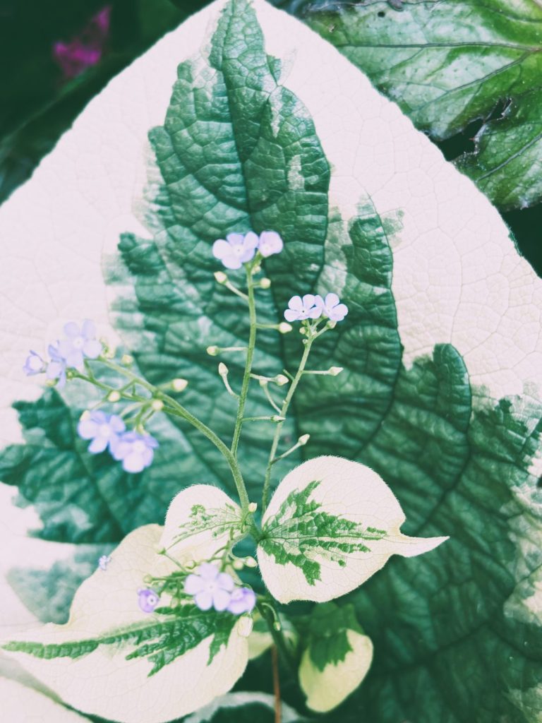 Brunnera macrophylla ‘Dawson’s White’