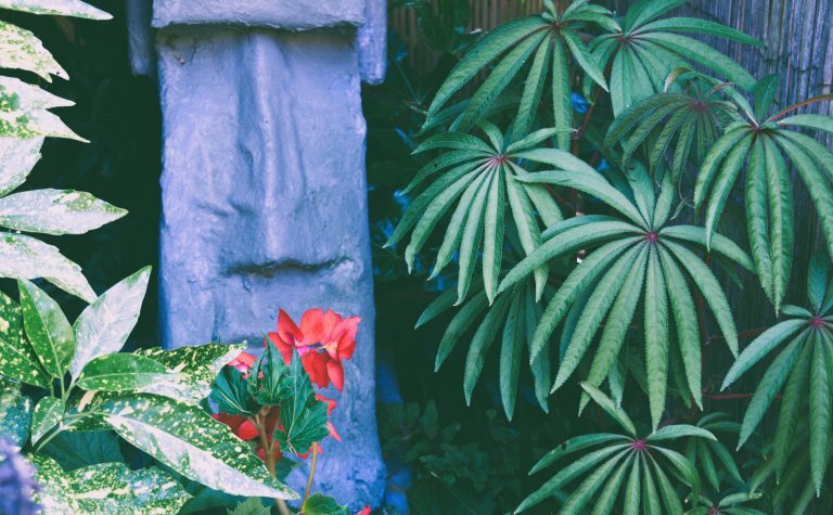 Begonia luxurians: A Gem for Tropical Style Gardens in the UK