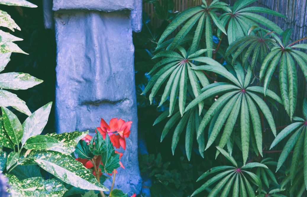 Begonia luxurians: A Gem for Tropical Style Gardens in the UK