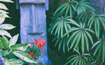 Begonia luxurians: A Gem for Tropical Style Gardens in the UK