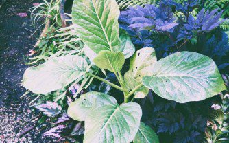 Growing Dendroseris litoralis in a UK Tropical Garden