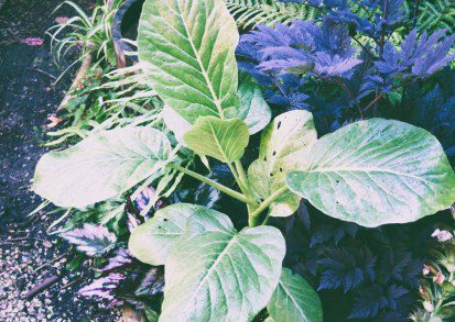 Growing Dendroseris litoralis in a UK Tropical Garden