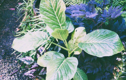 Growing Dendroseris litoralis in a UK Tropical Garden