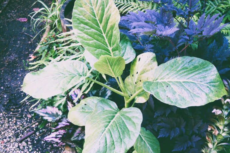 Growing Dendroseris litoralis in a UK Tropical Garden