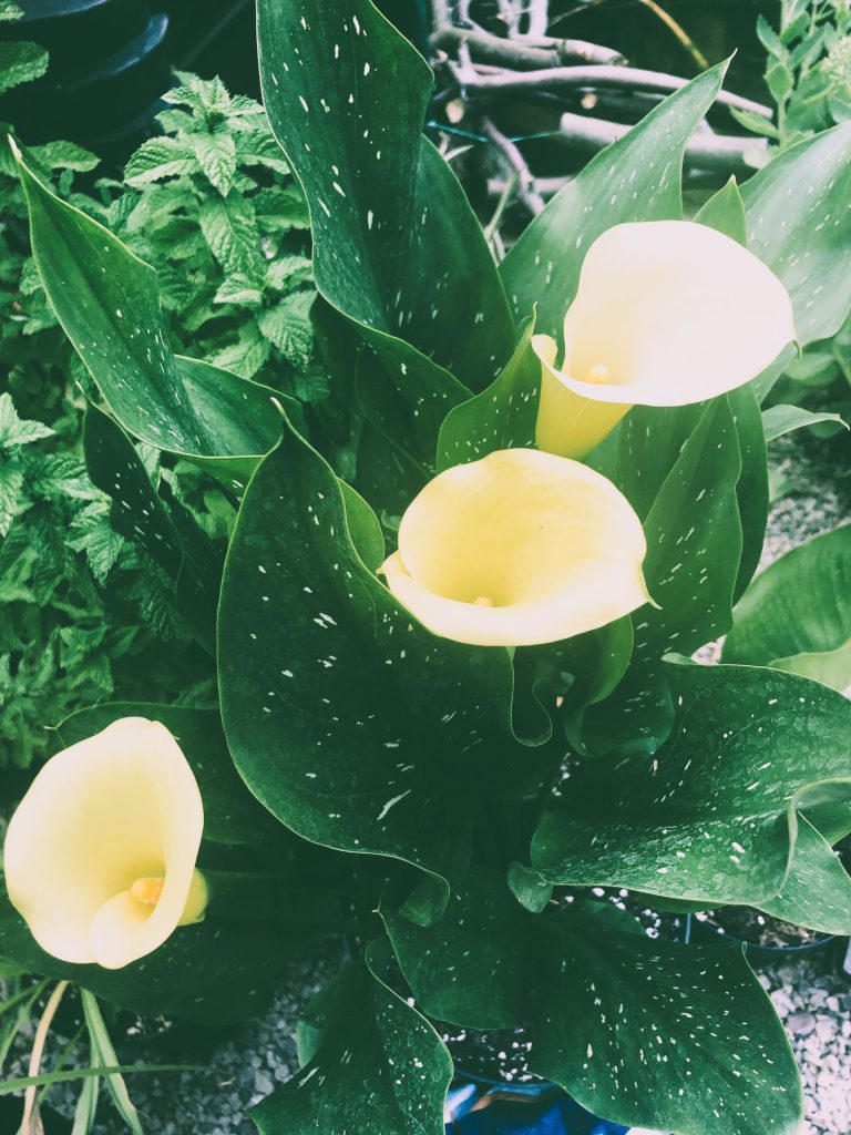 Five Yellow Flowers for a Tropical-Style Garden: Exotic Blooms with Unique Appeal