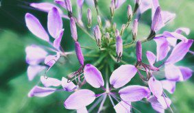 Cleome: A victorian favourite for a modern garden