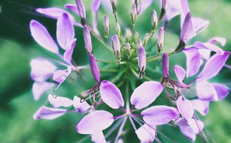 Cleome: A victorian favourite for a modern garden