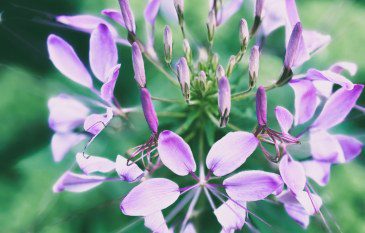 Cleome: A victorian favourite for a modern garden