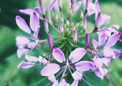 Cleome: A victorian favourite for a modern garden