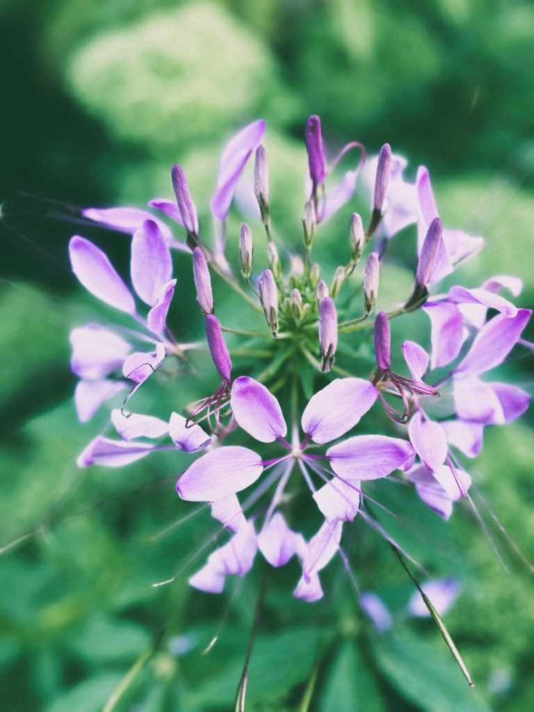 Cleome: A victorian favourite for a modern garden