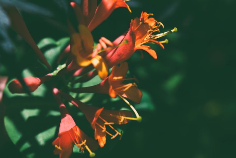 Climbing High: The Best Climbers for a UK Tropical-Style Garden
