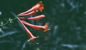 Red Hot and Climbing: Lonicera ‘Dropmore Scarlet’