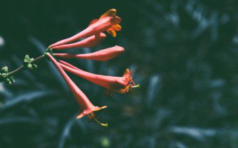 Red Hot and Climbing: Lonicera ‘Dropmore Scarlet’