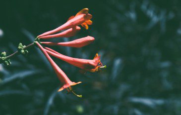 Red Hot and Climbing: Lonicera ‘Dropmore Scarlet’