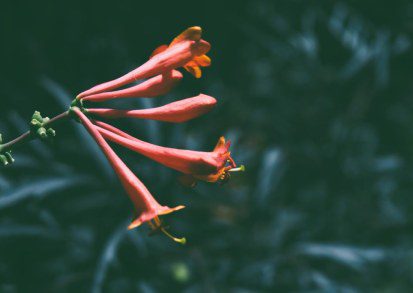 Red Hot and Climbing: Lonicera ‘Dropmore Scarlet’