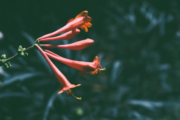 Red Hot and Climbing: Lonicera ‘Dropmore Scarlet’
