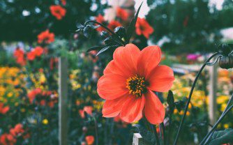 Tropical Heat: Three Fiery Orange Flowers to Ignite Your UK Garden