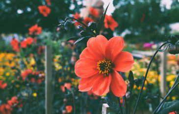 Tropical Heat: Three Fiery Orange Flowers to Ignite Your UK Garden