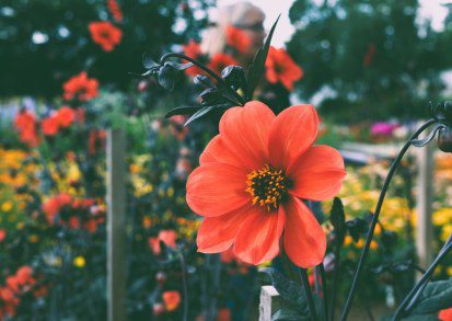 Tropical Heat: Three Fiery Orange Flowers to Ignite Your UK Garden