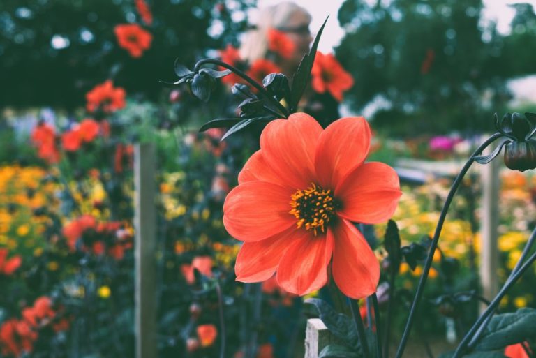Tropical Heat: Three Fiery Orange Flowers to Ignite Your UK Garden