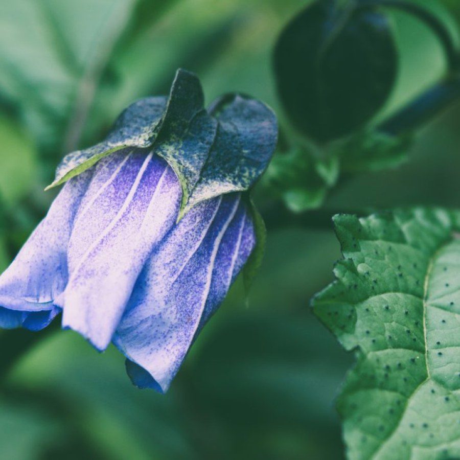 Is the Shoo Fly Plant Invasive in the UK?