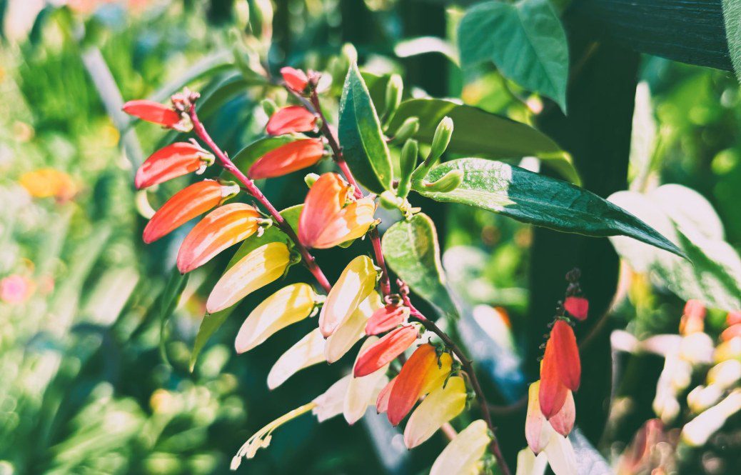 Spanish Flag: A Fiesta of Color for Your UK Garden