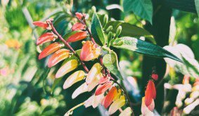 Spanish Flag: A Fiesta of Color for Your UK Garden