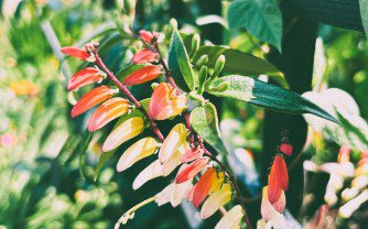 Spanish Flag: A Fiesta of Color for Your UK Garden