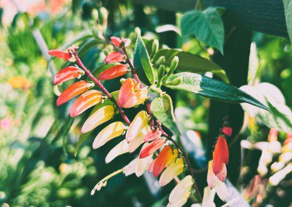 Spanish Flag: A Fiesta of Color for Your UK Garden