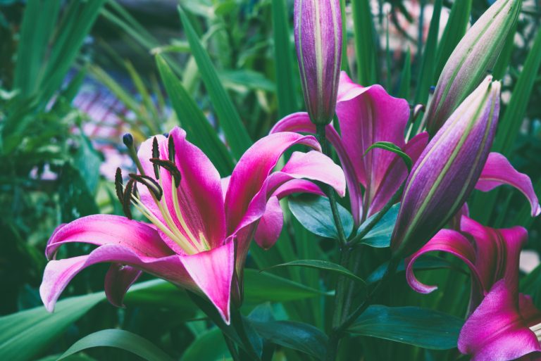 Tower Lilies: The Majestic Giants of the Garden