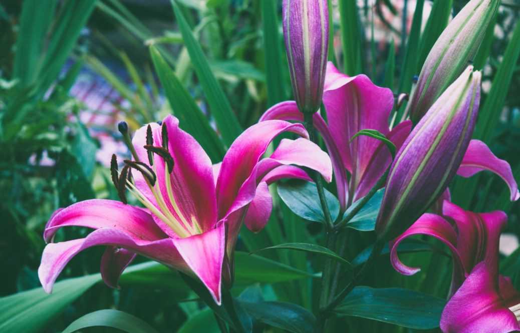 Tower Lilies: The Majestic Giants of the Garden