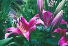 Confused About Best Soil PH for Lilies? Dig into the Dirt on What They Need!