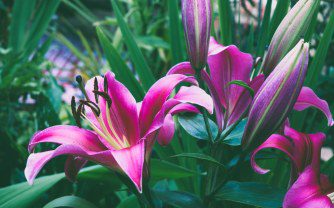 Tower Lilies: The Majestic Giants of the Garden