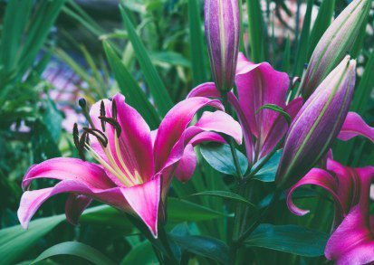 Tower Lilies: The Majestic Giants of the Garden