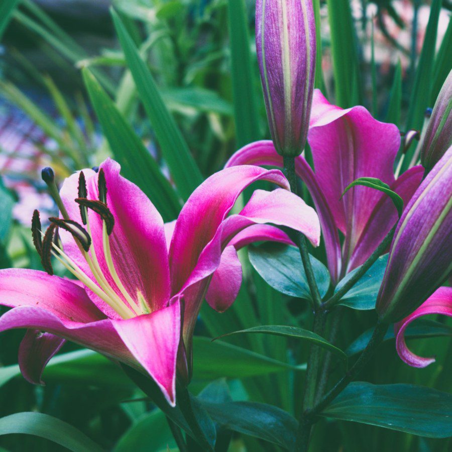 Confused About Best Soil PH for Lilies? Dig into the Dirt on What They Need!