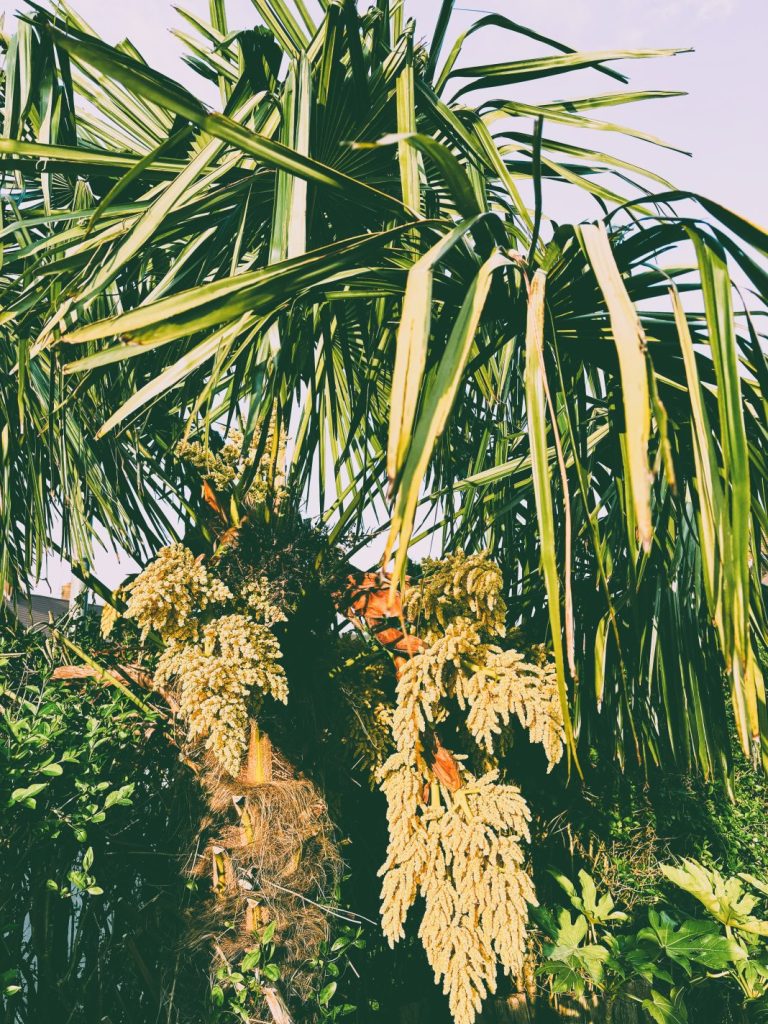 Five Plants to Add Height to a UK Tropical-Style Garden: Majestic Choices with Unique Appeal