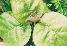 Growing Tree Tomato in a UK Tropical Garden